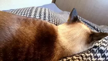 ひな