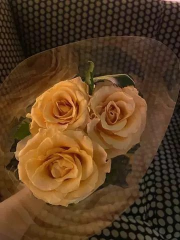 白石 愛莉