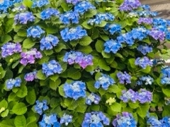 あずさ