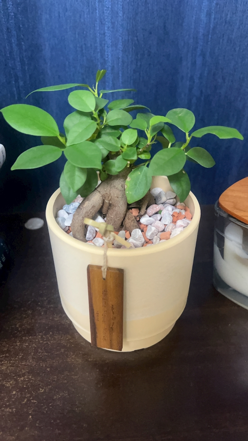 夢咲 さくら