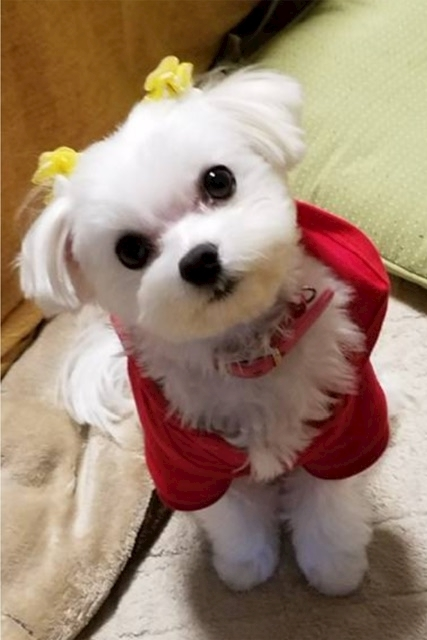 ゆうか