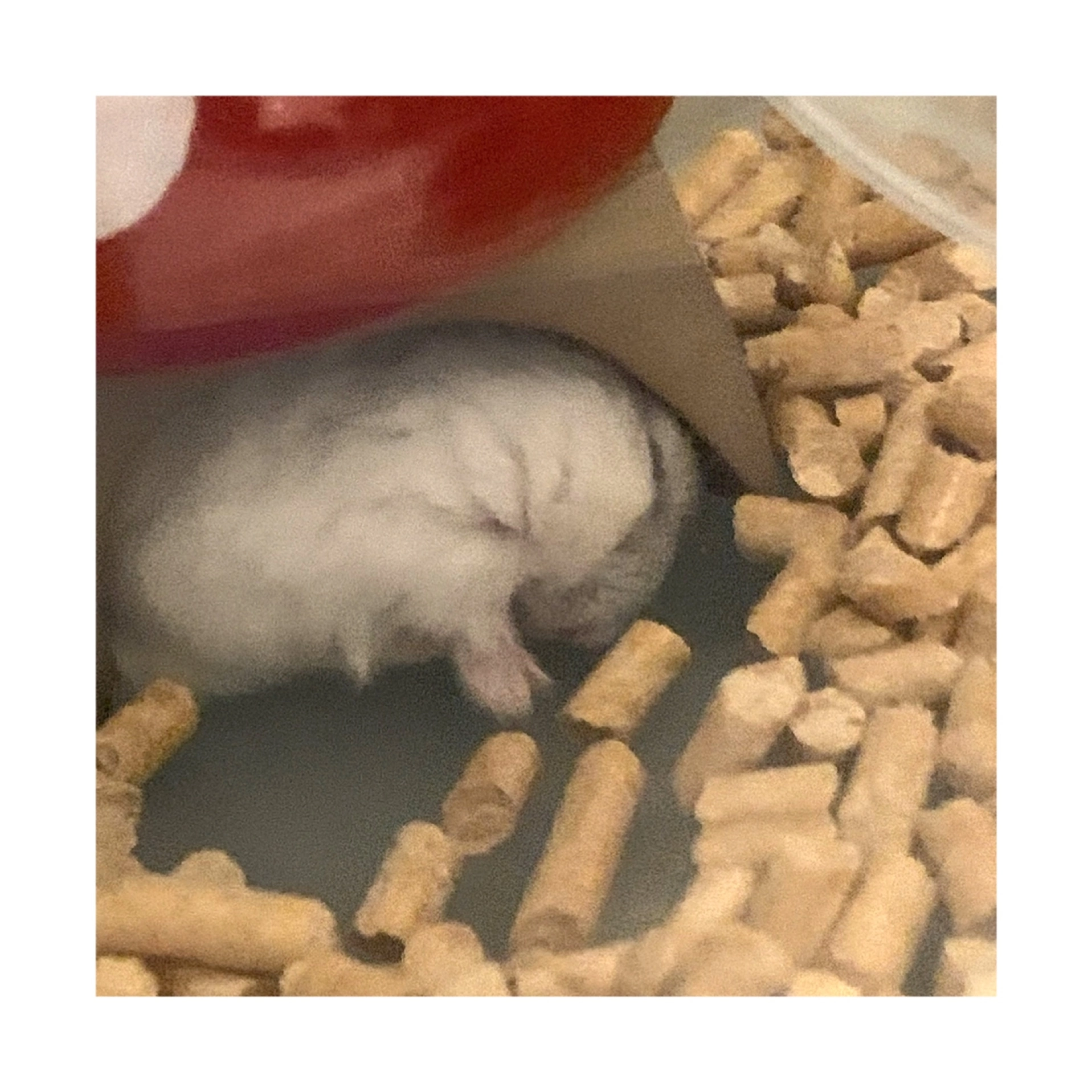 まゆ