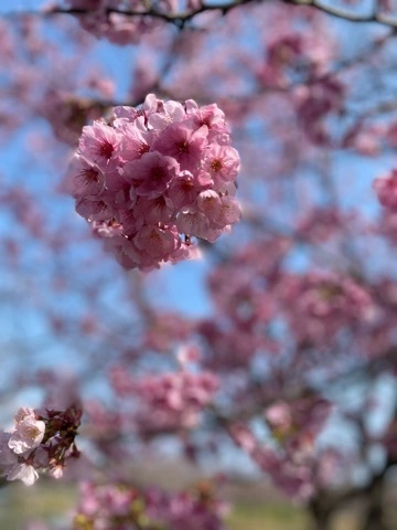 まみ