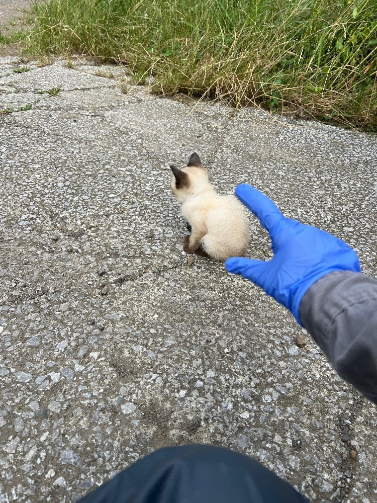 りさ