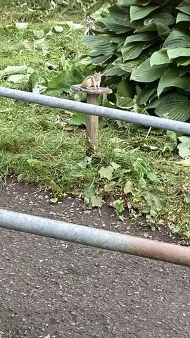 長瀬 純恋
