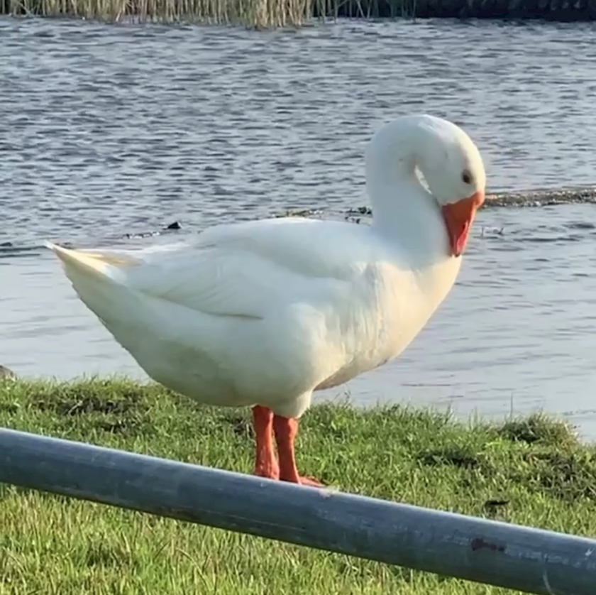 さと