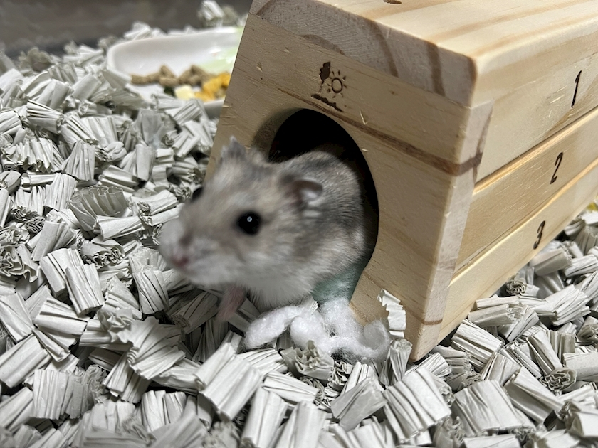 夢咲 さくら