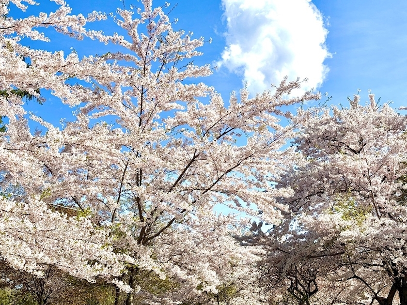 香川 ゆい
