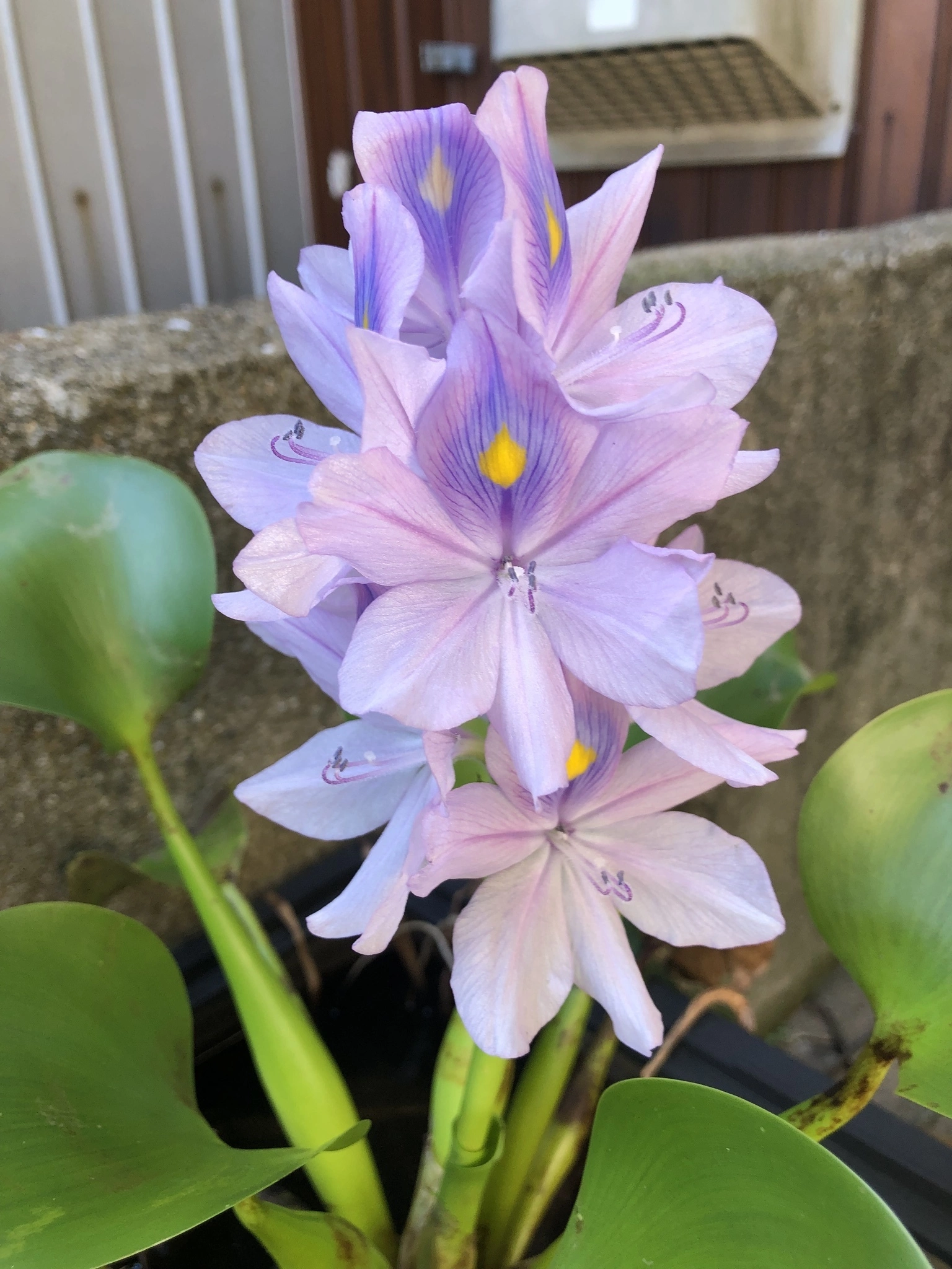 藤本 祐子ママ