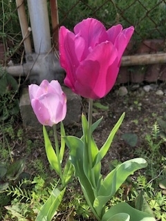 渚 みどり