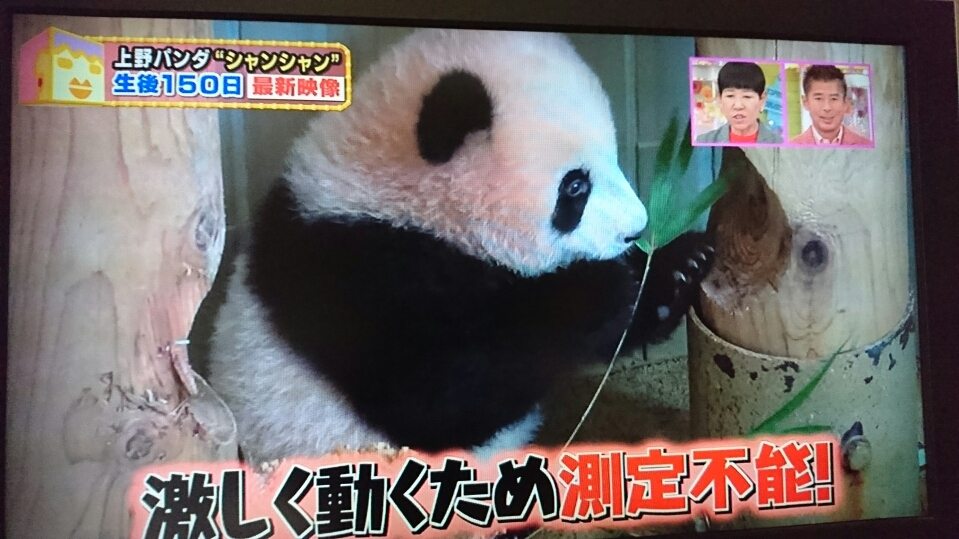 五条 椿