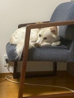 京 さゆみ