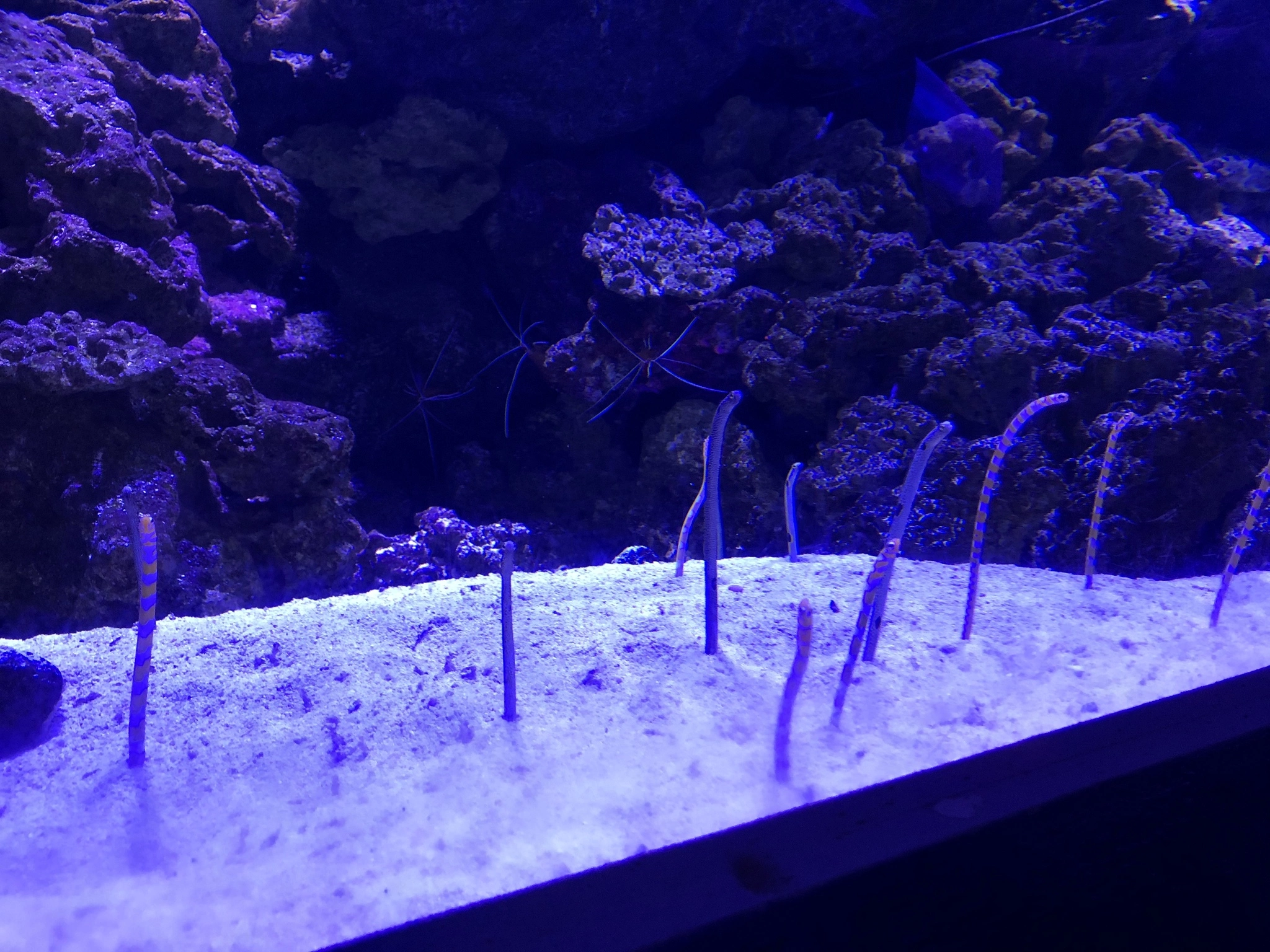 あや