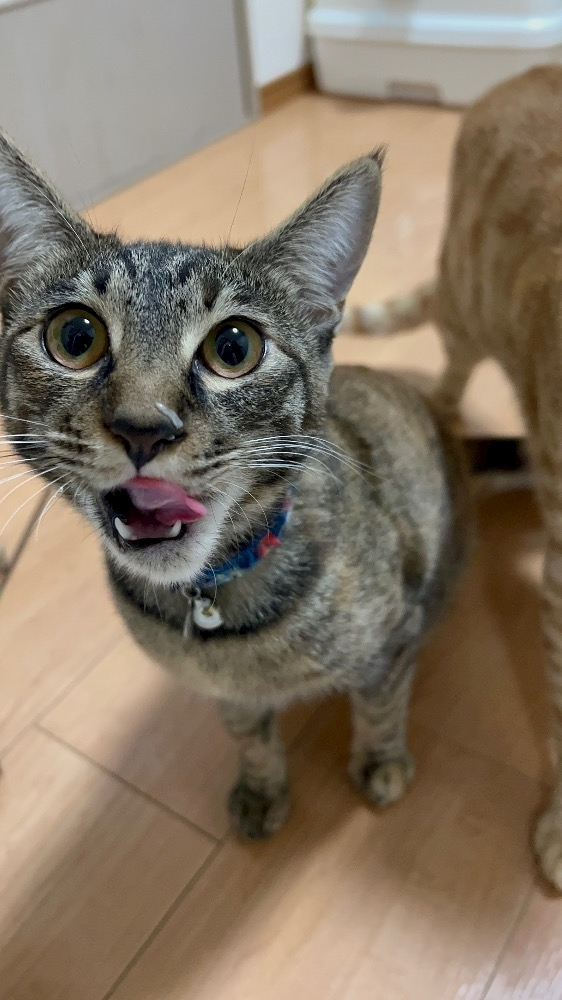 ユズ