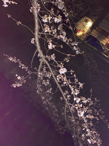 橘 美桜