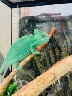 ゆかり