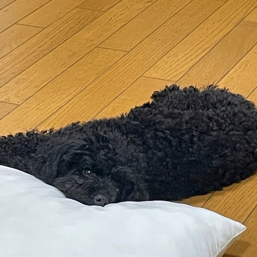 五条 はるな