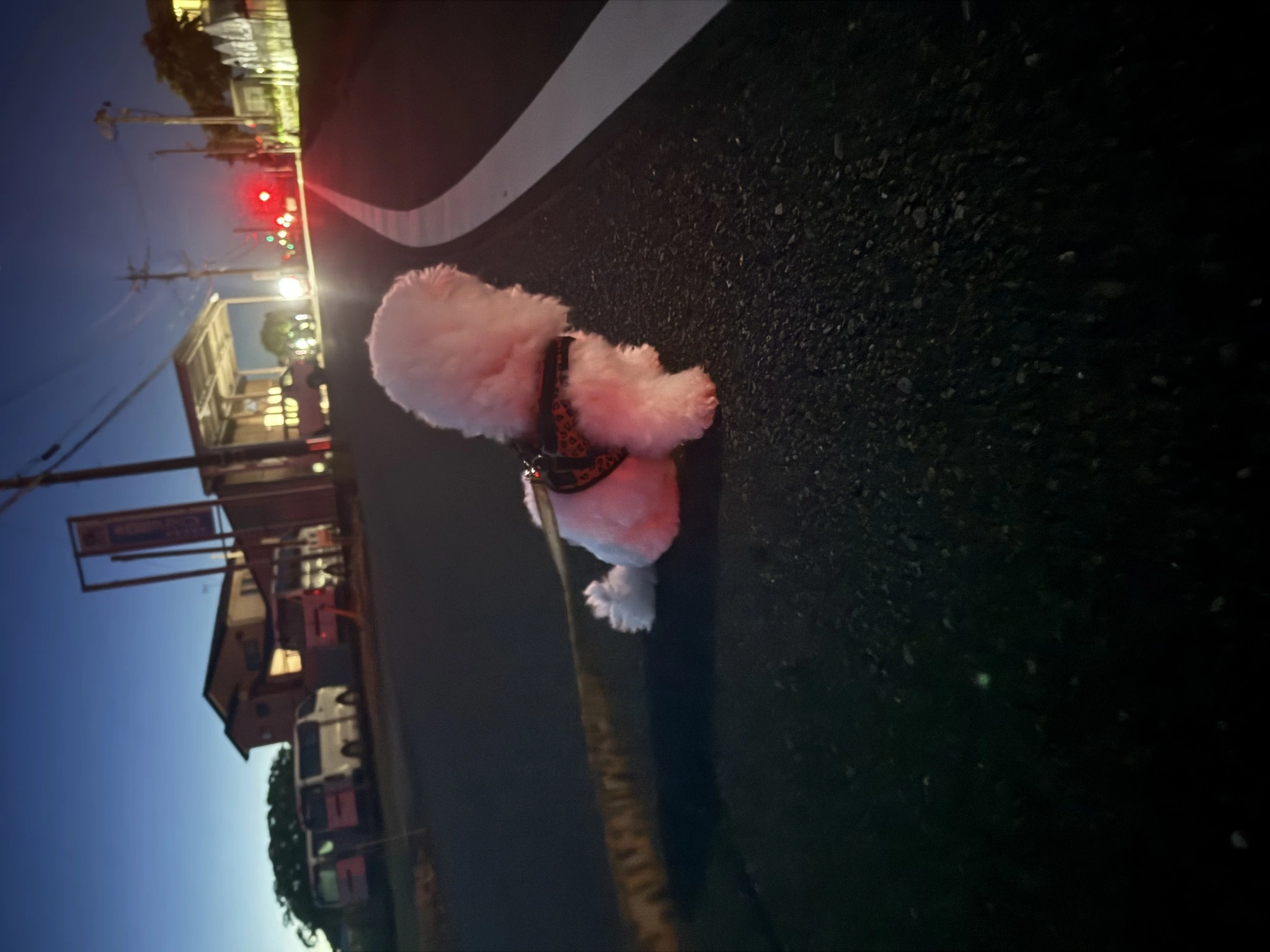 にこる