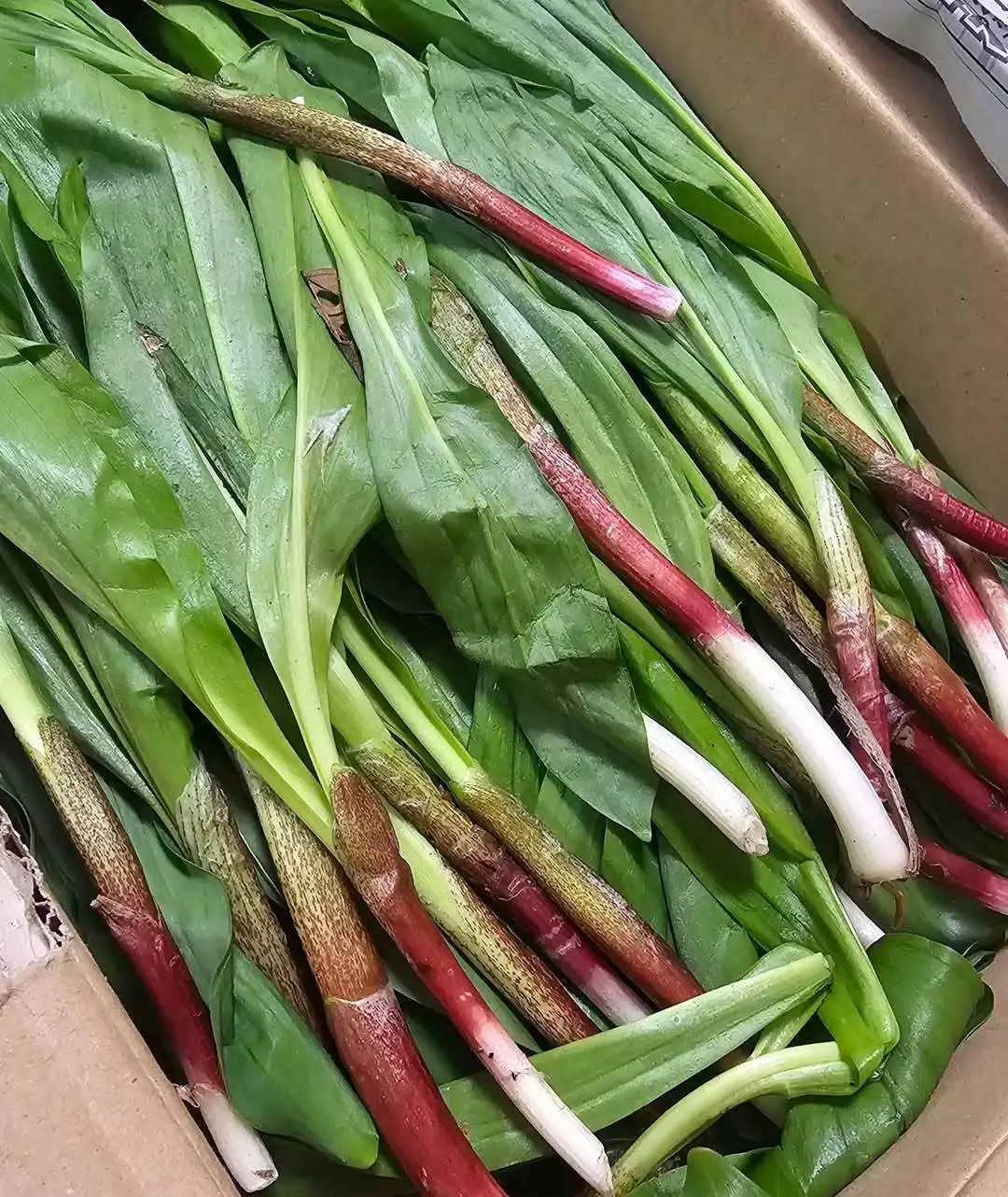 桃園 かんな