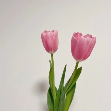 なな
