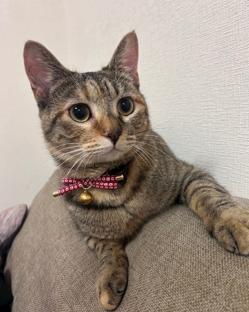 セナ