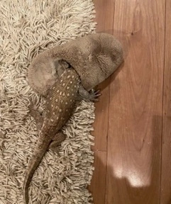 やよい