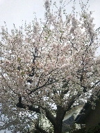 三咲 優