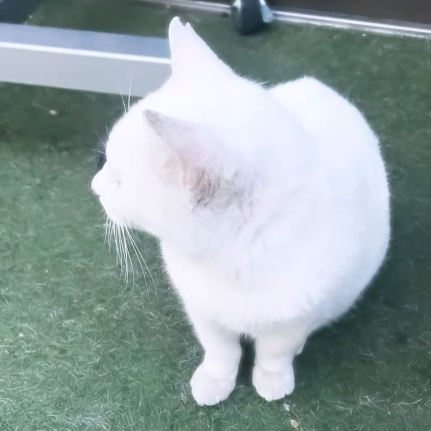 ひじり