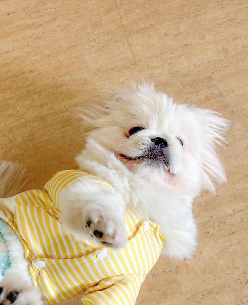 涼風 あき
