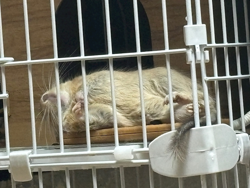 なっちゃん