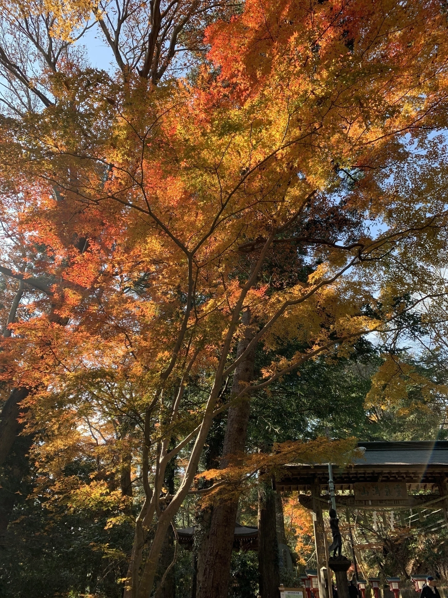 しずく