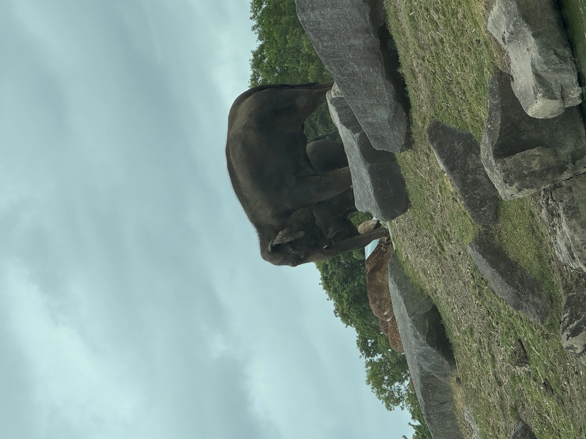 にこる