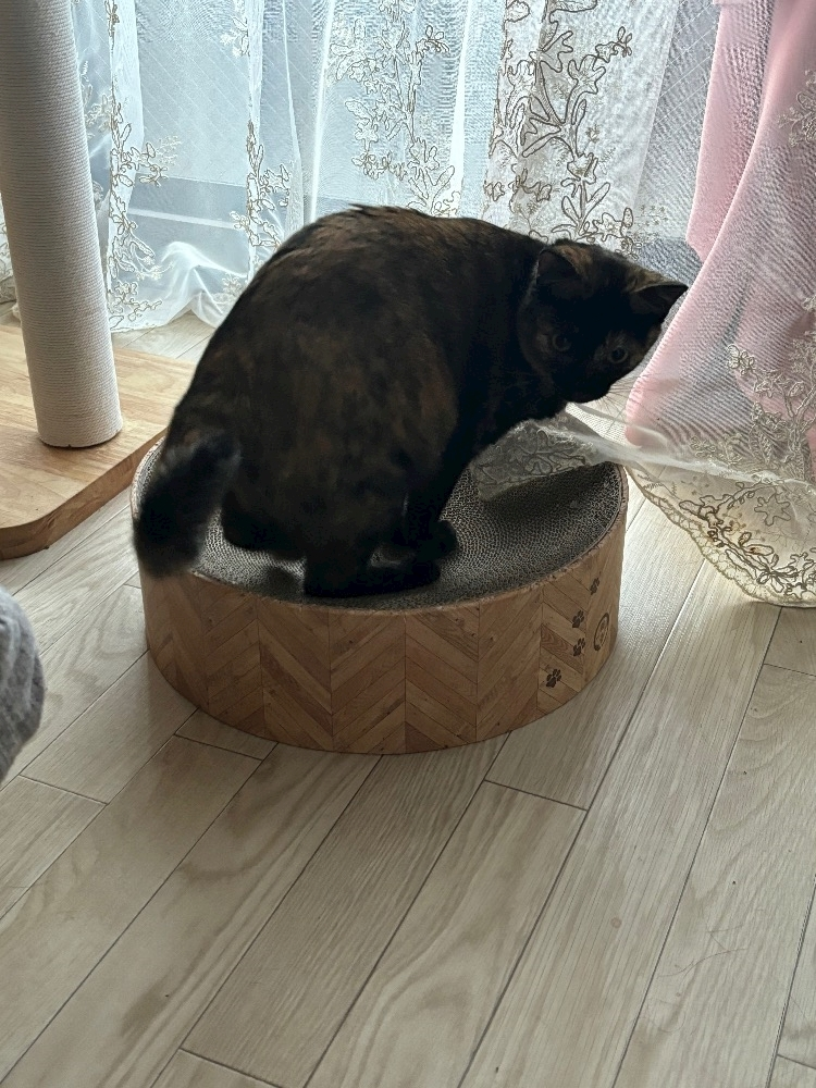 藤花 ゆの