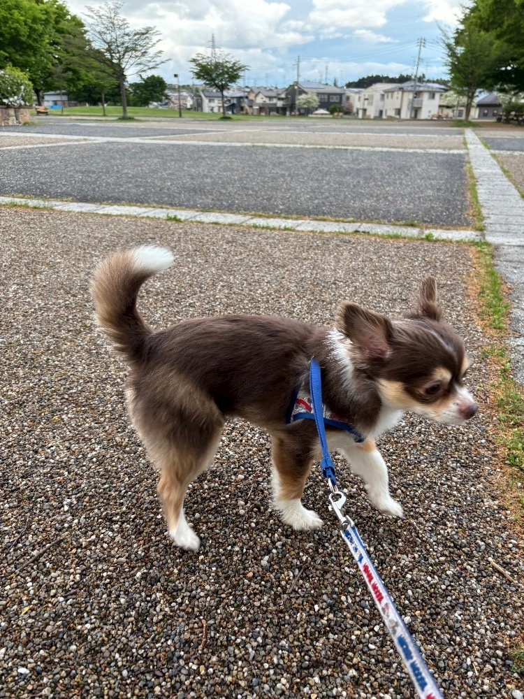 さな