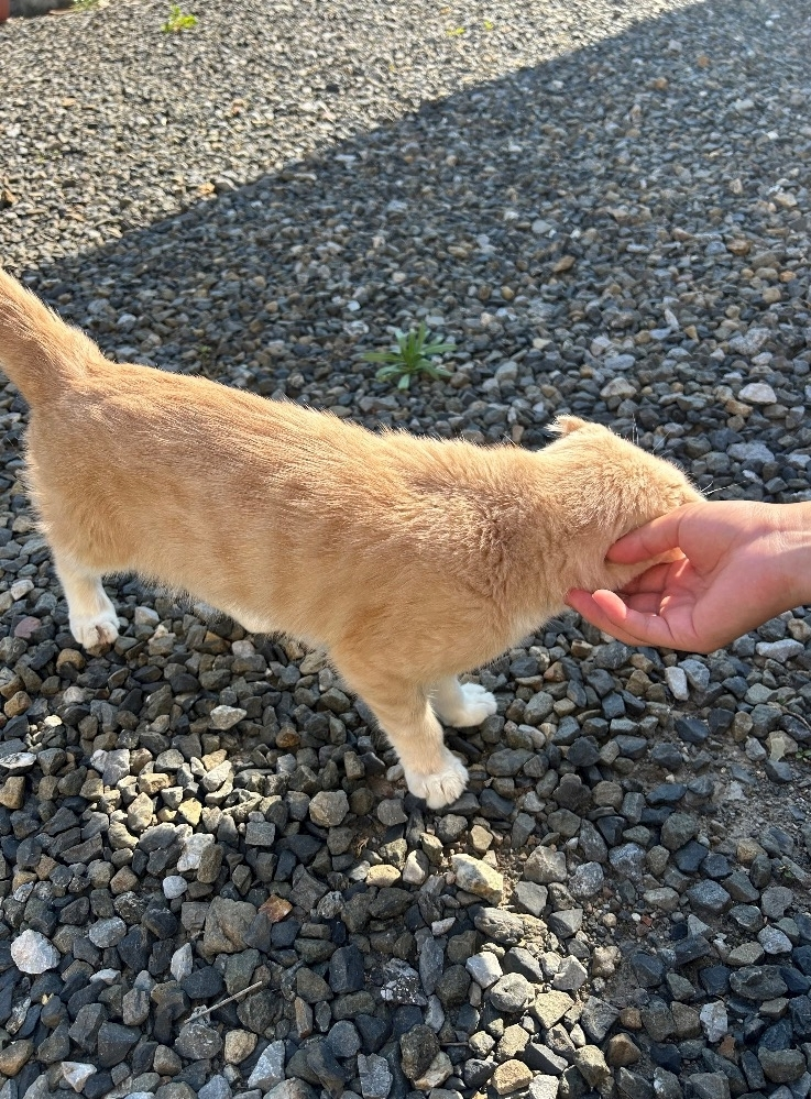 あい