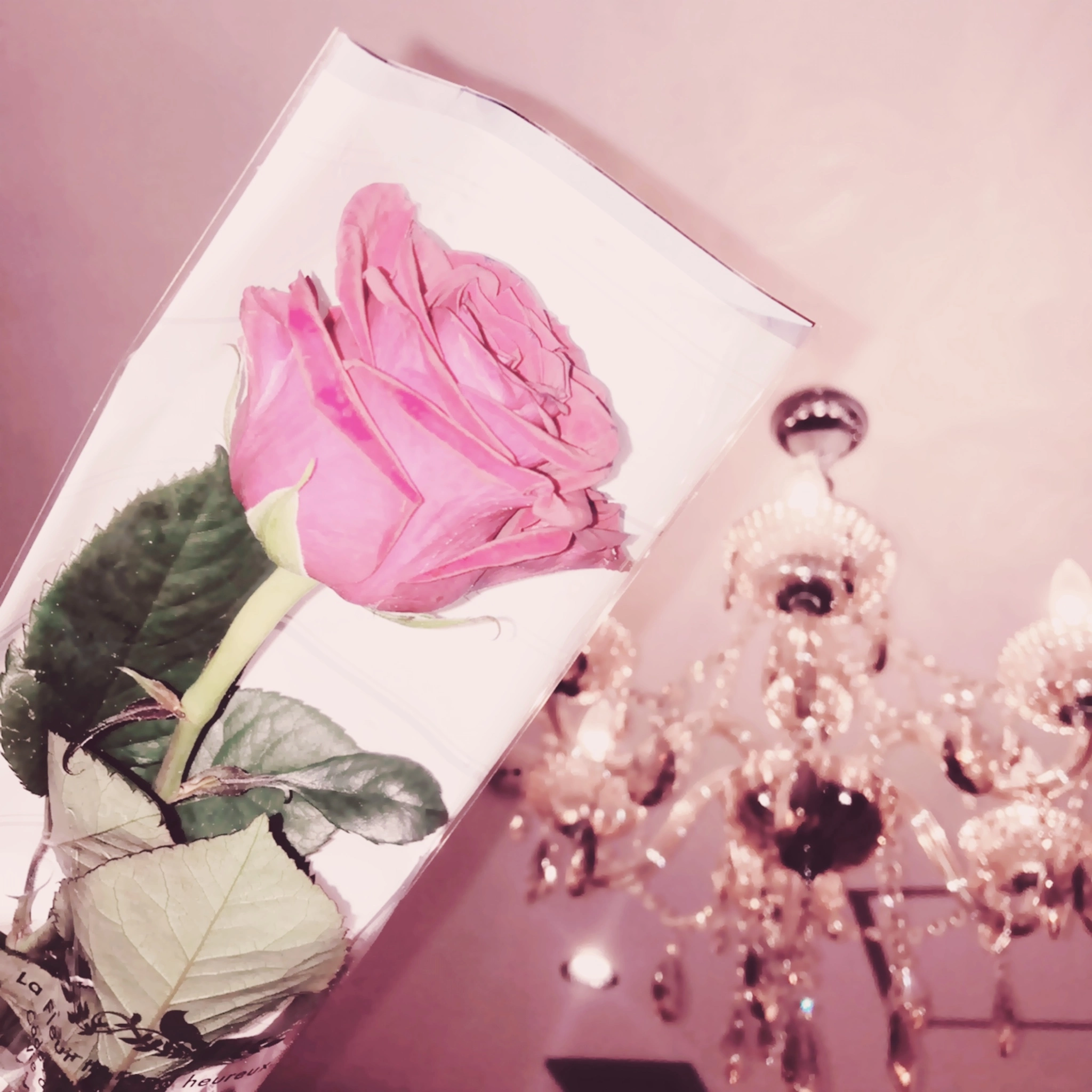 しなの 羽毛田紫苑