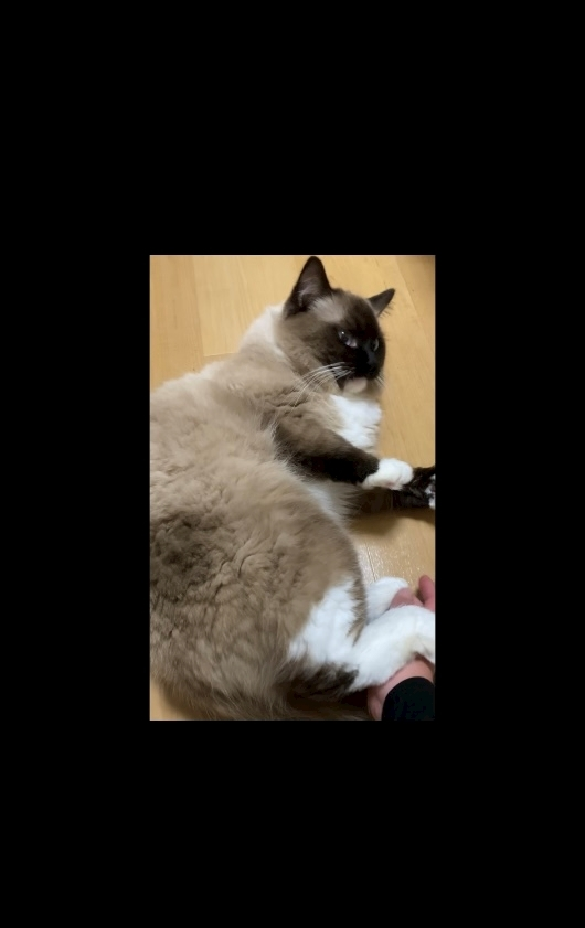 甘眠冠  しの