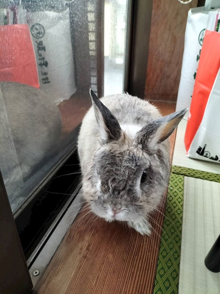 ゆきの