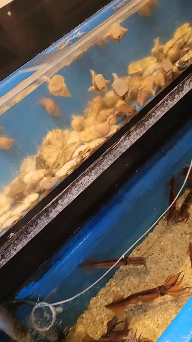桃 かんな