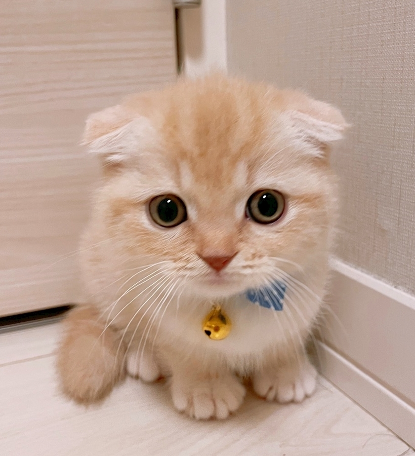 あおい