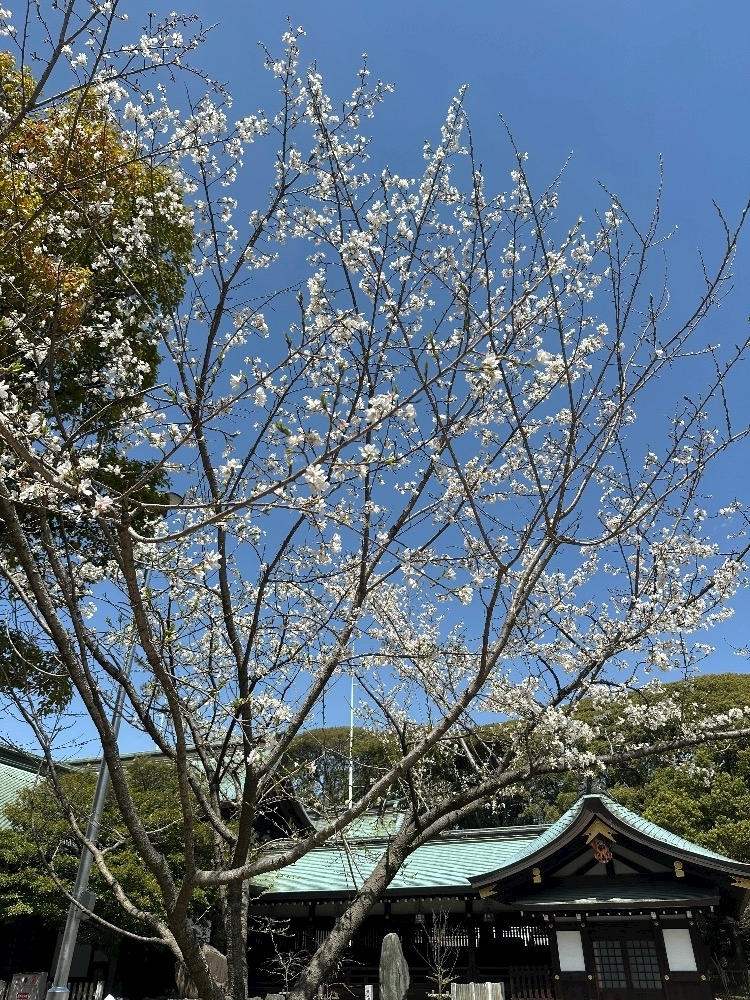 七瀬 えみり
