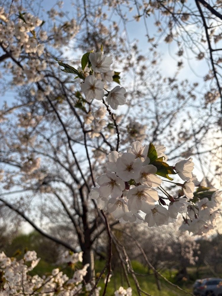 乙川 ゆあ