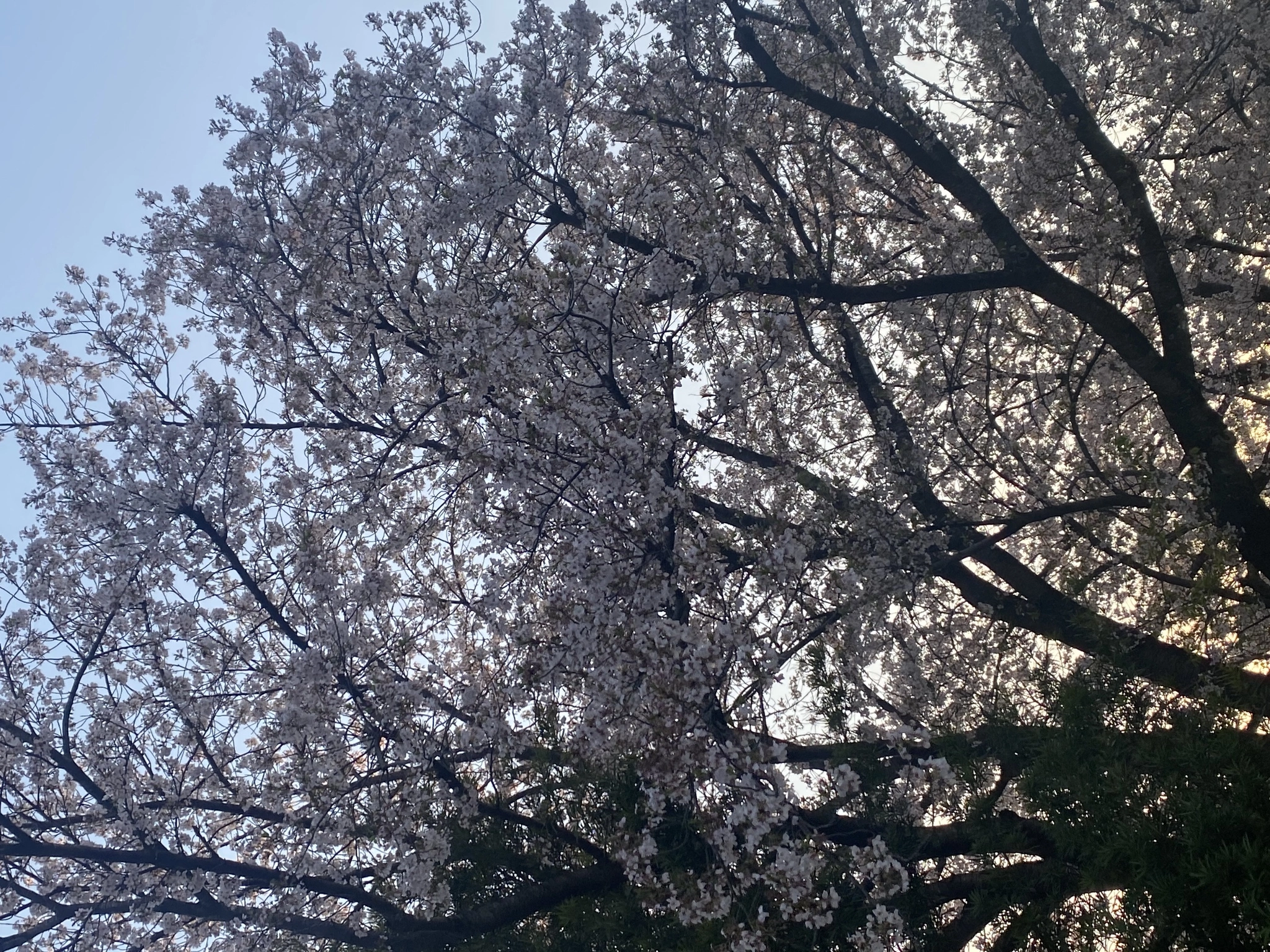 あすな