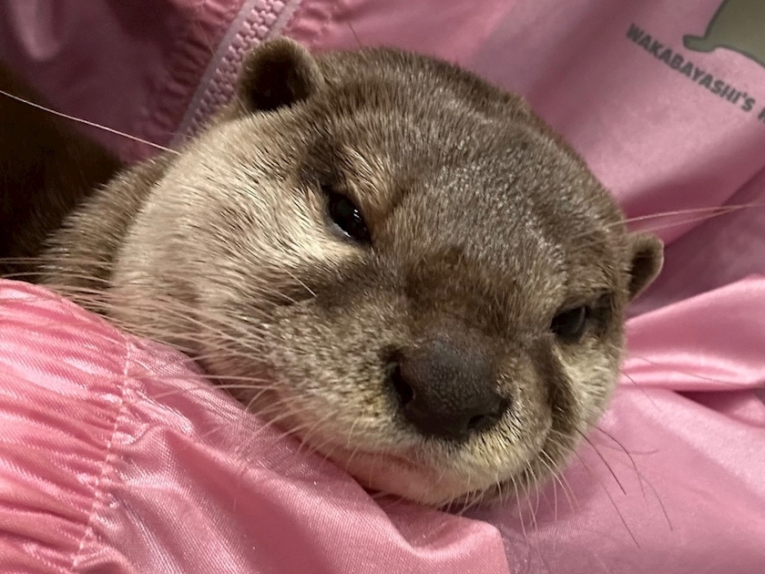 なな