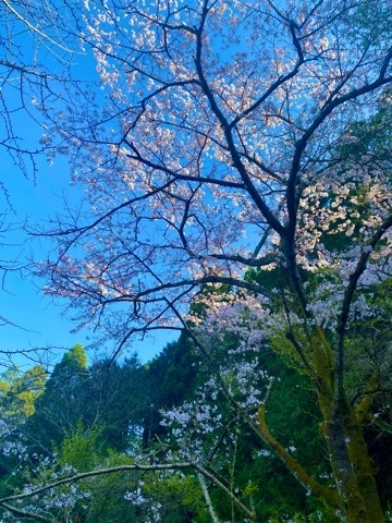 まき