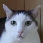 紫音