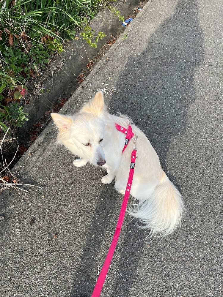 京 さゆみ