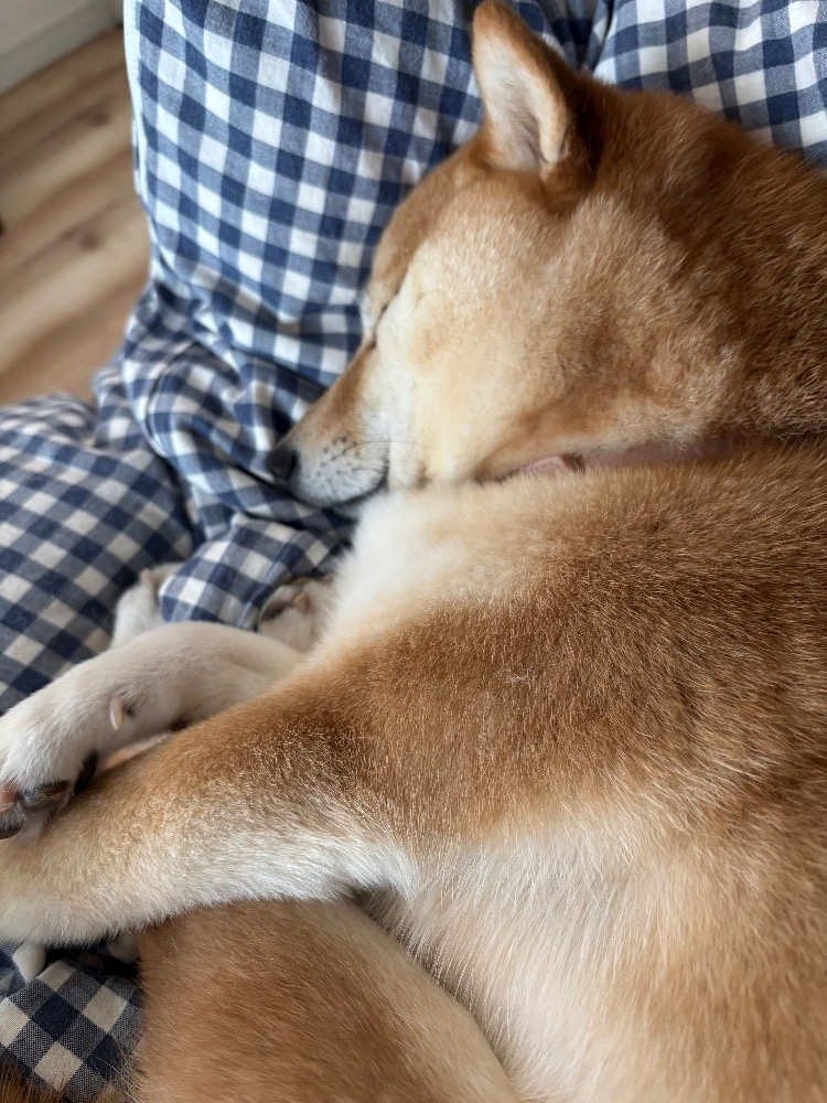 ツンデレかなの