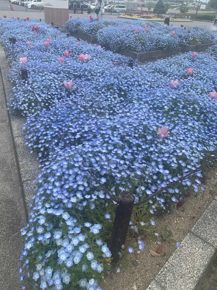 あいな