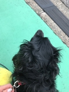 りえ